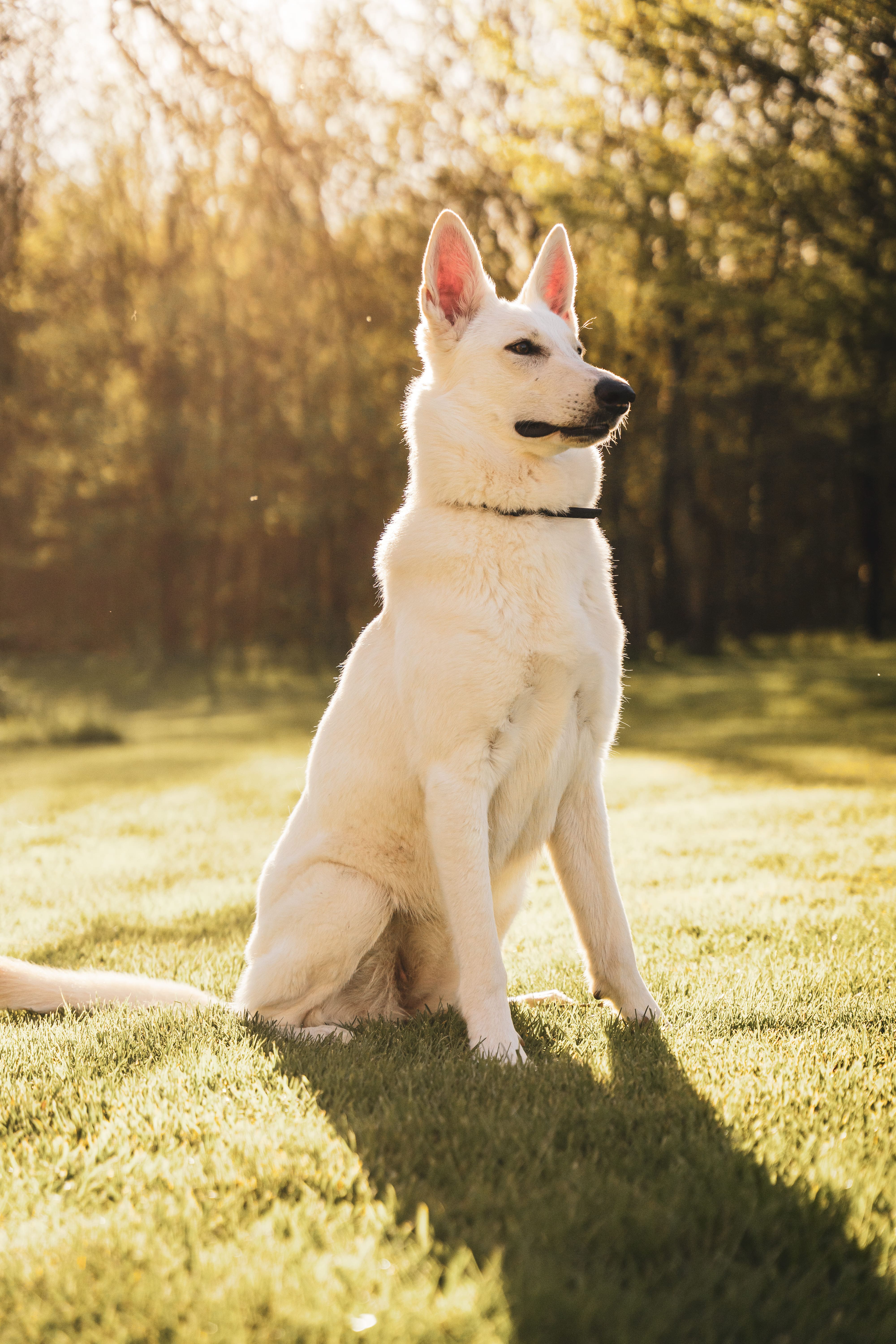 chien beaugency