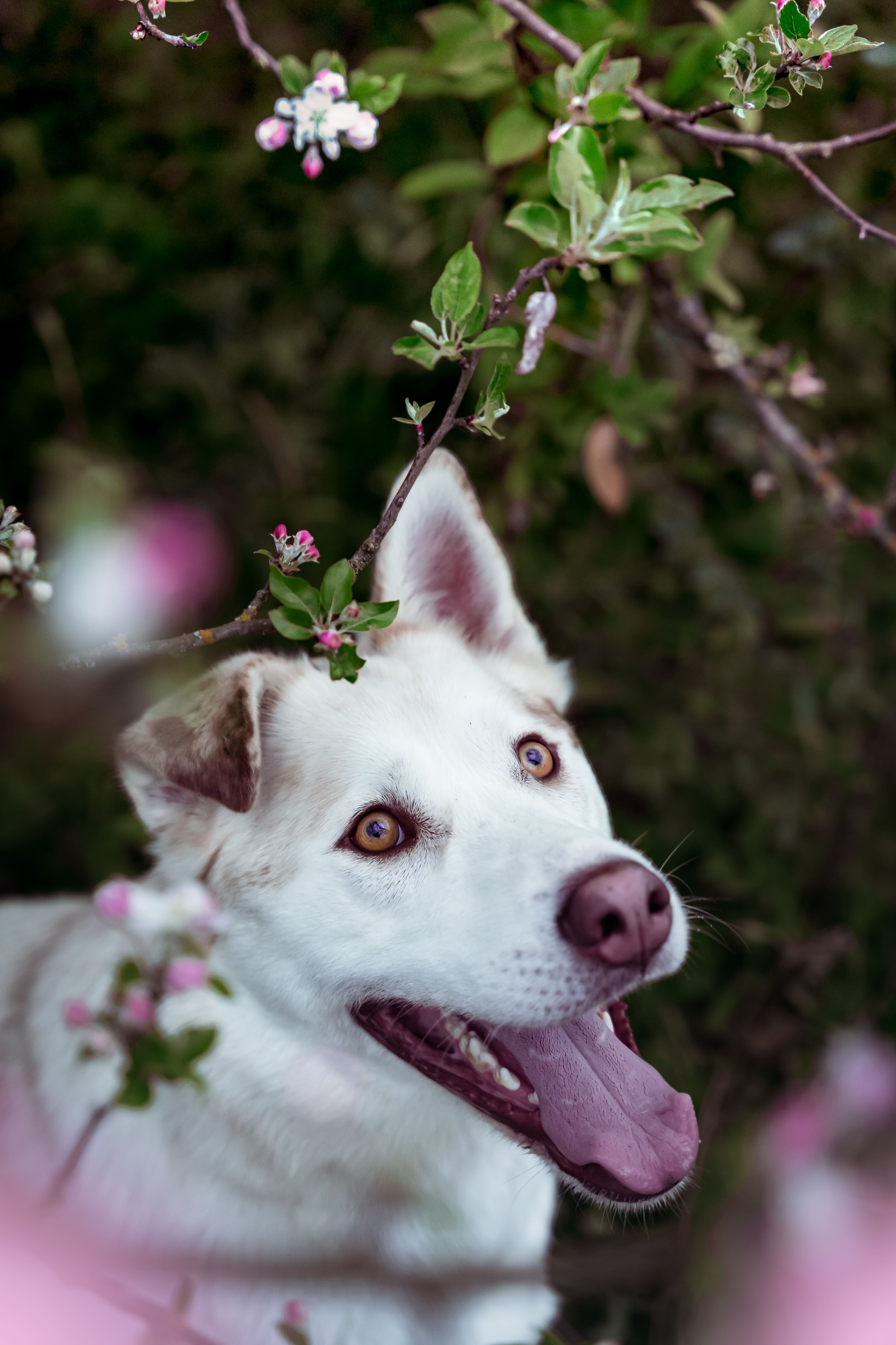 loup fleurs