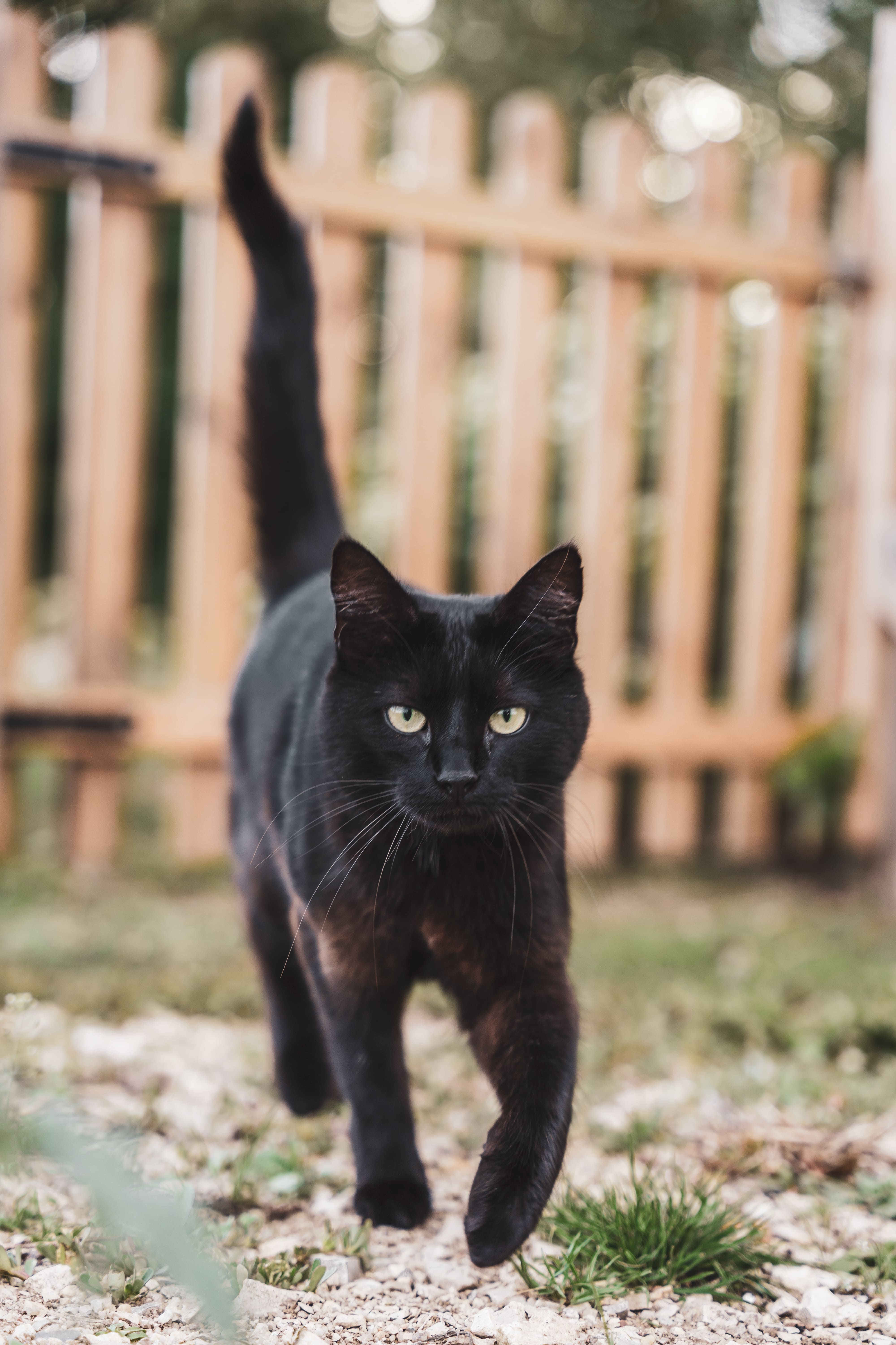 chat extérieur