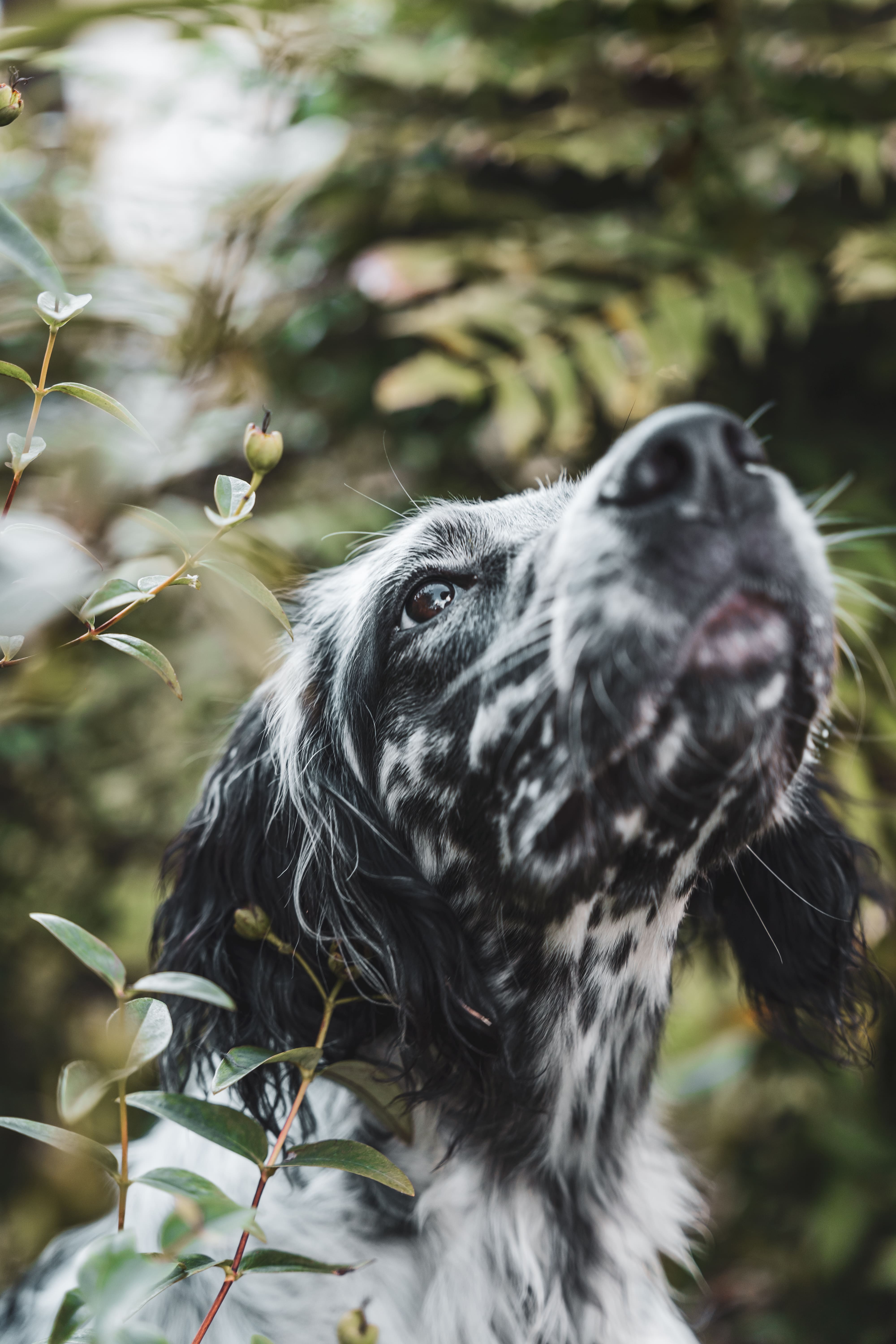 chien truffe en l'air