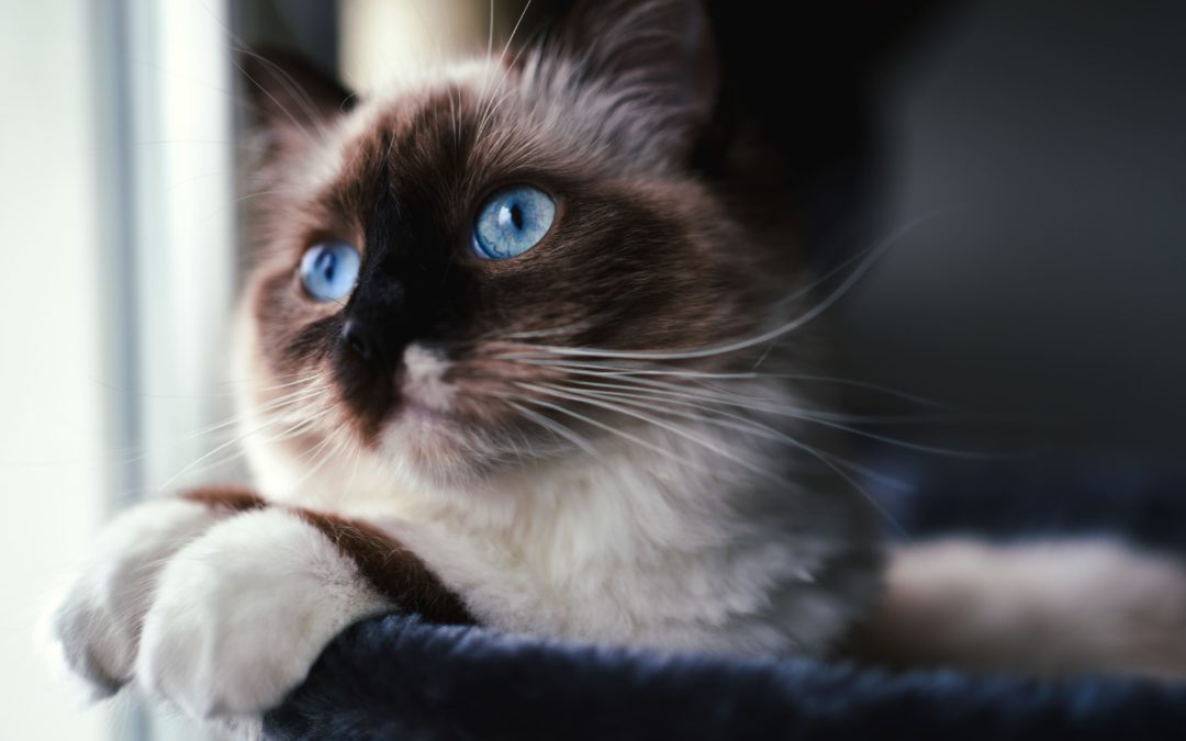 Photo de chat