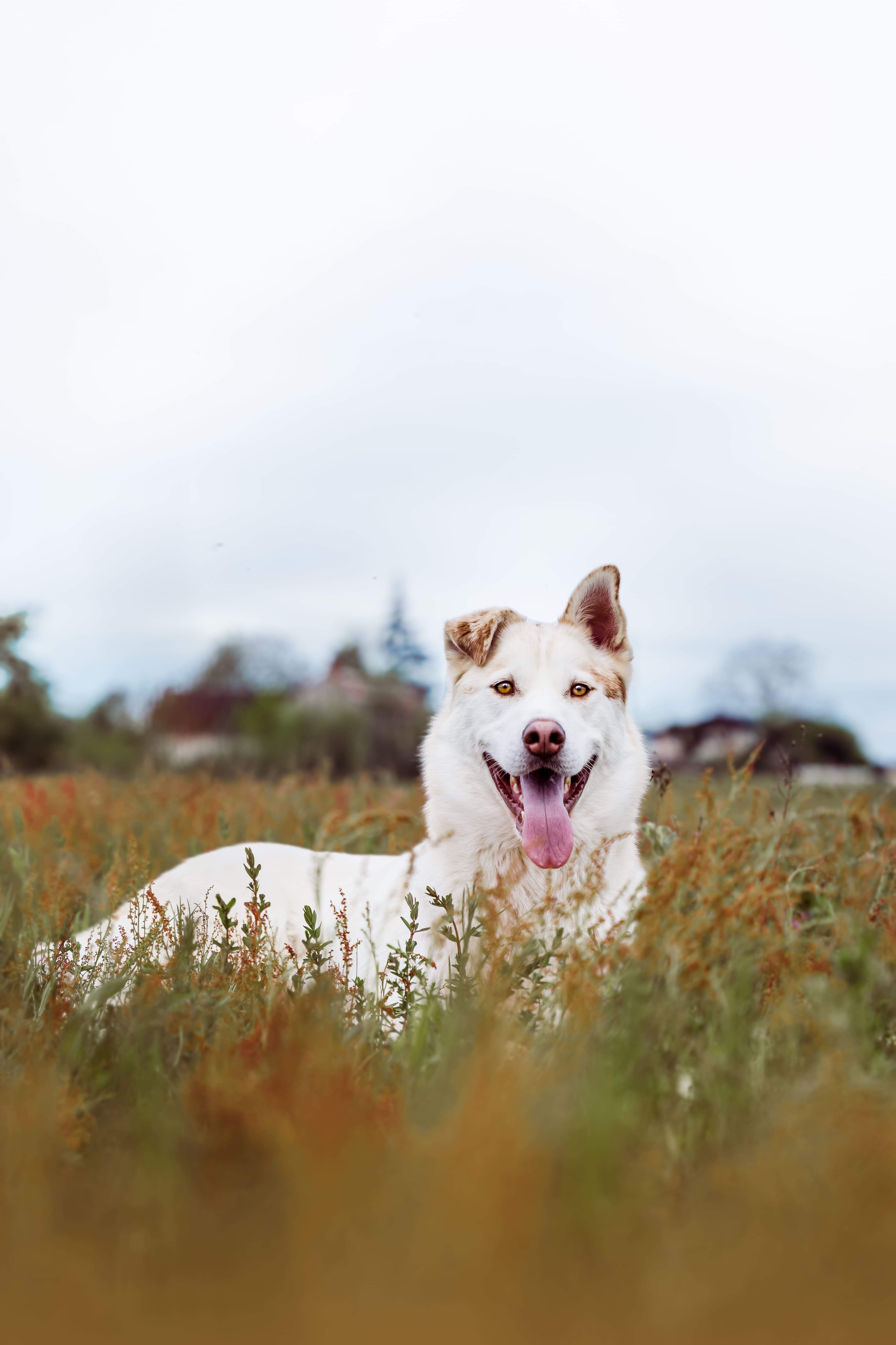 chien photo animale