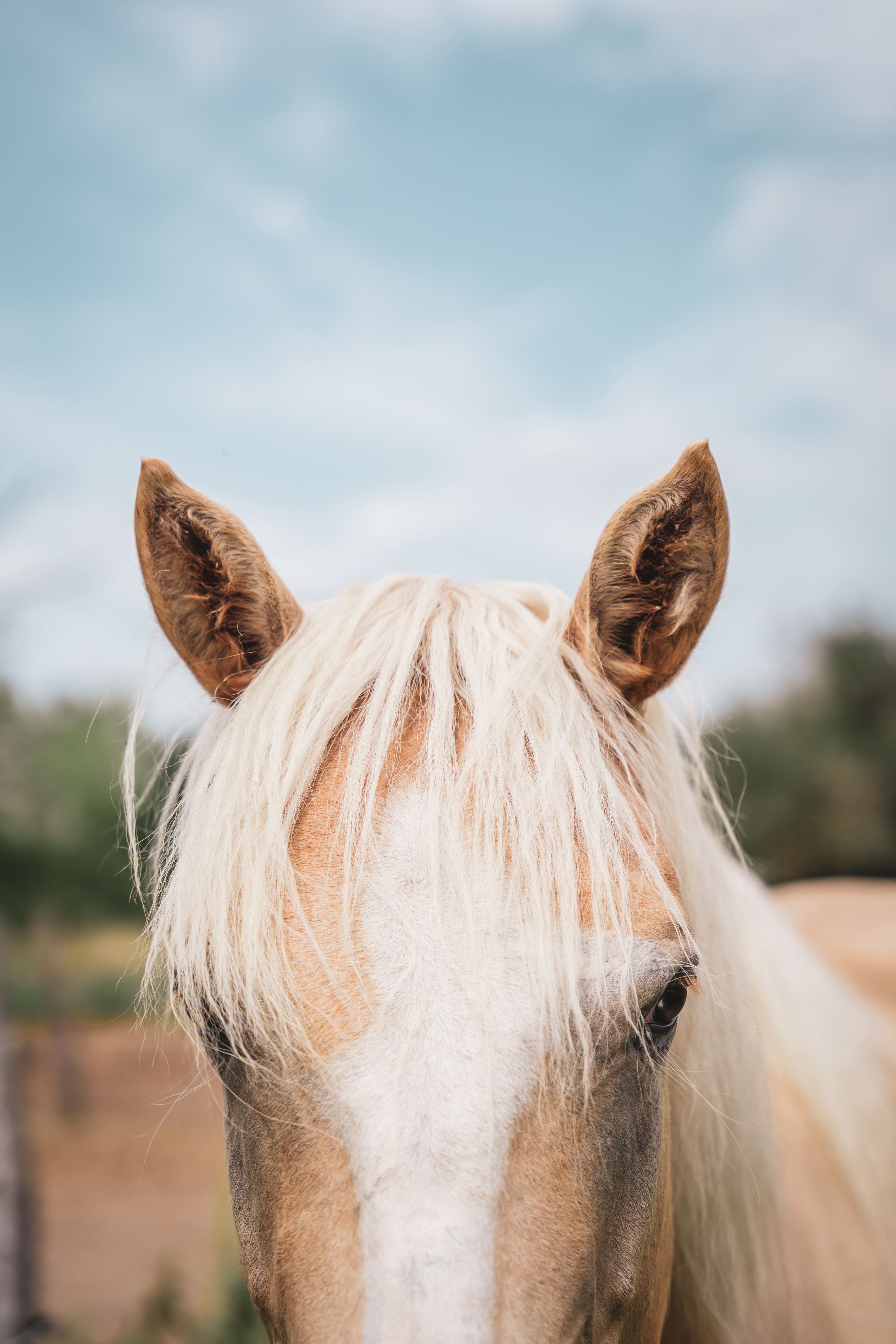 cheval beaugency